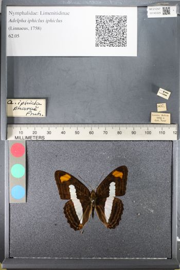 Media type: image;   Entomology 145329